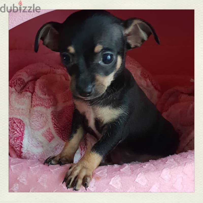 Whatsapp me +96555207281 Chihuahua  puppies for sale 1