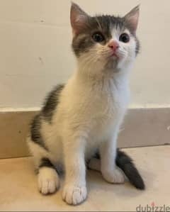 Female cat for adoption