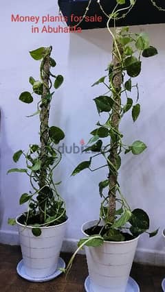 Money plants for sale in Abuhalifa