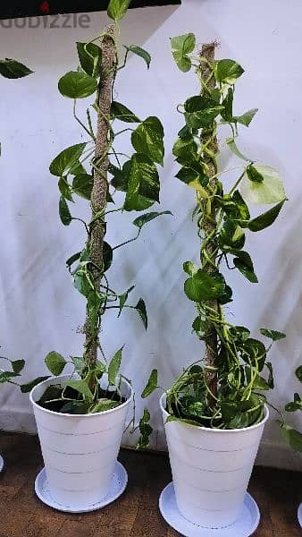 Money plants for sale in Abuhalifa 1