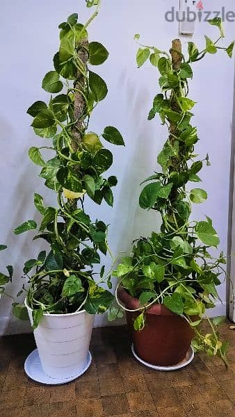 Money plants for sale in Abuhalifa 2