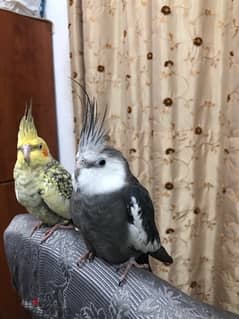 2 hand tamed breeding cocktails