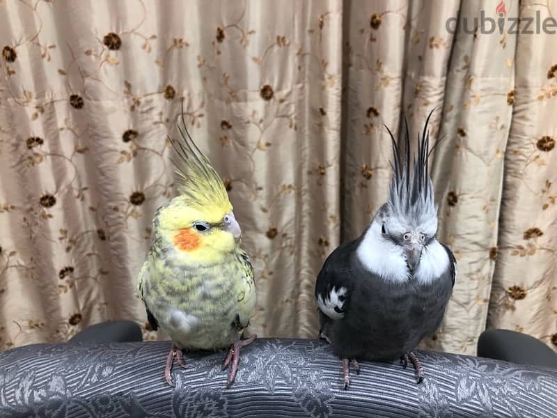 2 hand tamed breeding cocktails 1