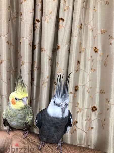 2 hand tamed breeding cocktails 7