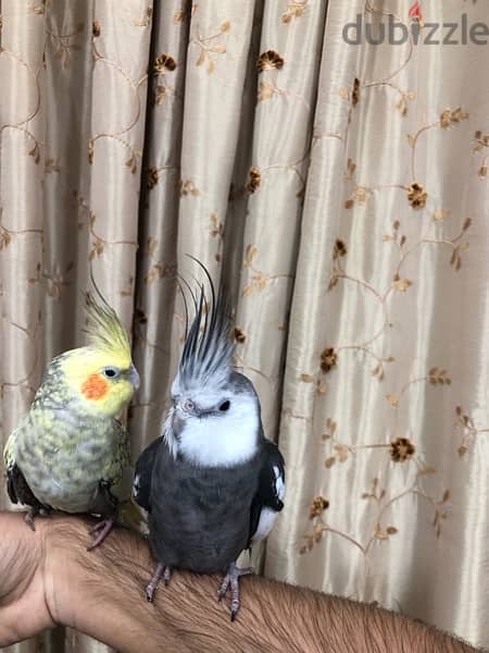 2 hand tamed breeding cocktails 8