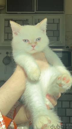 3 month old british shorthair kitten for free adoption