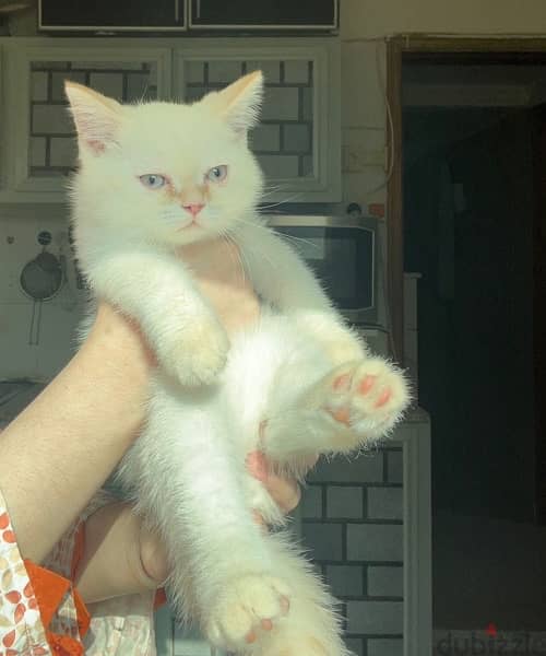 3 month old british shorthair kitten for free adoption 1