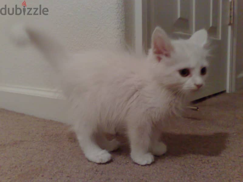 Whatsapp me +96555207281 Turkish Angora  kittens for sale 1