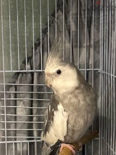 white Face cockatiel for sale. . Parrots is a lovely . . bird is active 0