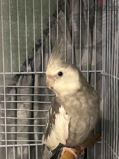 white Face cockatiel for sale. . Parrots is a lovely . . bird is active