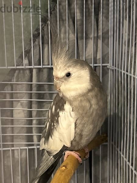 white Face cockatiel for sale. . Parrots is a lovely . . bird is active 1