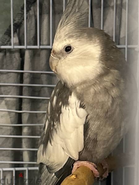 white Face cockatiel for sale. . Parrots is a lovely . . bird is active 2