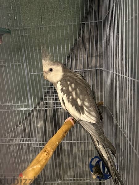 white Face cockatiel for sale. . Parrots is a lovely . . bird is active 3