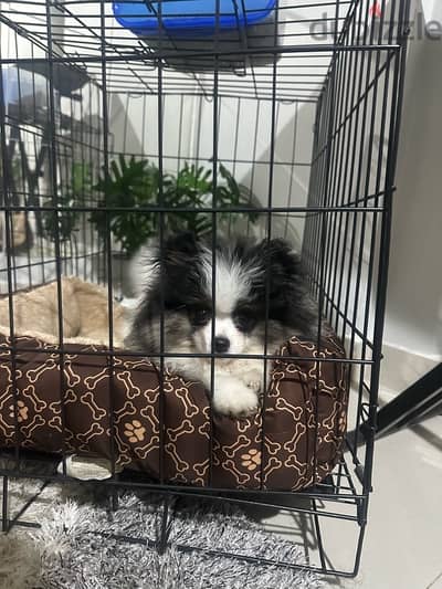 Pomeranian puppy for sale