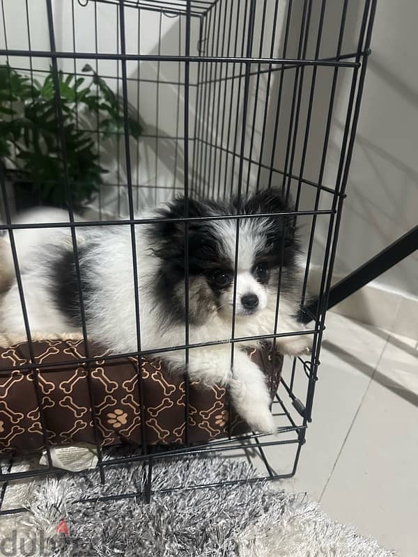 Pomeranian puppy for sale 1