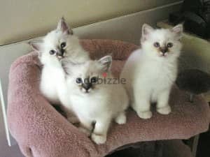 Whatsapp me +96555207281 Healthy Birman kittens for sale 0