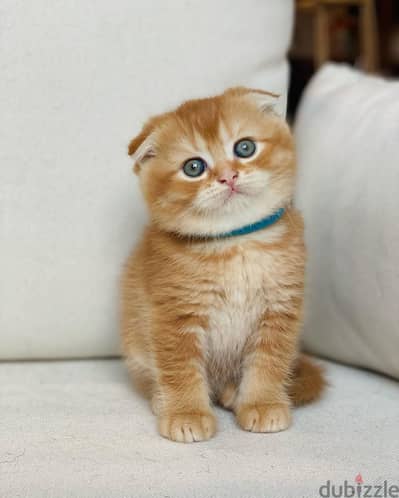 Whatsapp me +96555207281 Vaccinated Scottish Fold kittens for sale