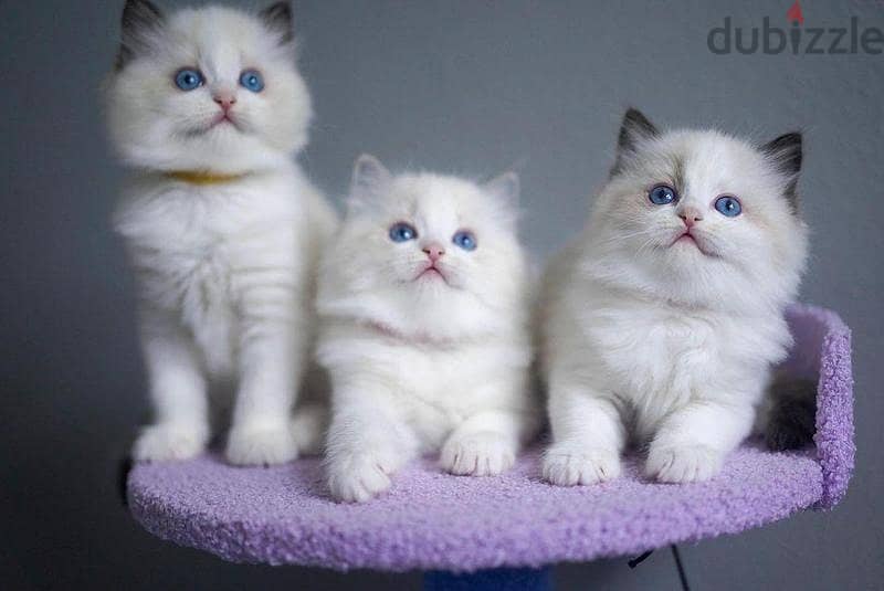 Whatsapp me +96555207281 Adorable Ragdoll kittens for sale 1