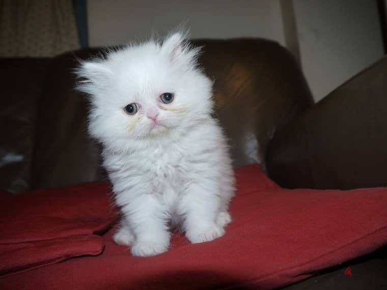 Whatsapp me +96555207281 White persian kittens for sale 0