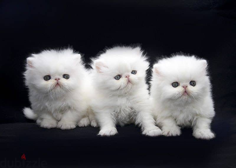 Whatsapp me +96555207281 White persian kittens for sale 1