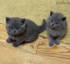 Whatsapp me +96555207281 Awesome British shorthair kittens for sale