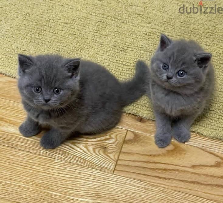 Whatsapp me +96555207281 Awesome British shorthair kittens for sale 0