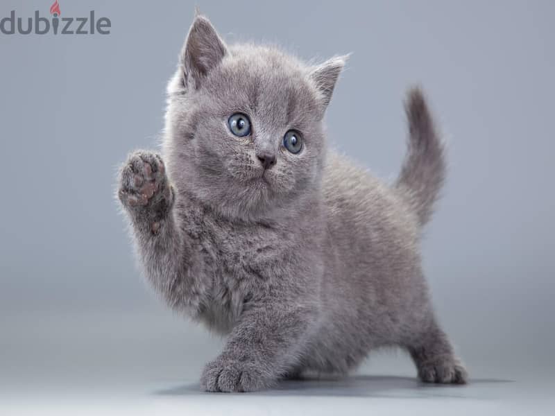 Whatsapp me +96555207281 Awesome British shorthair kittens for sale 1