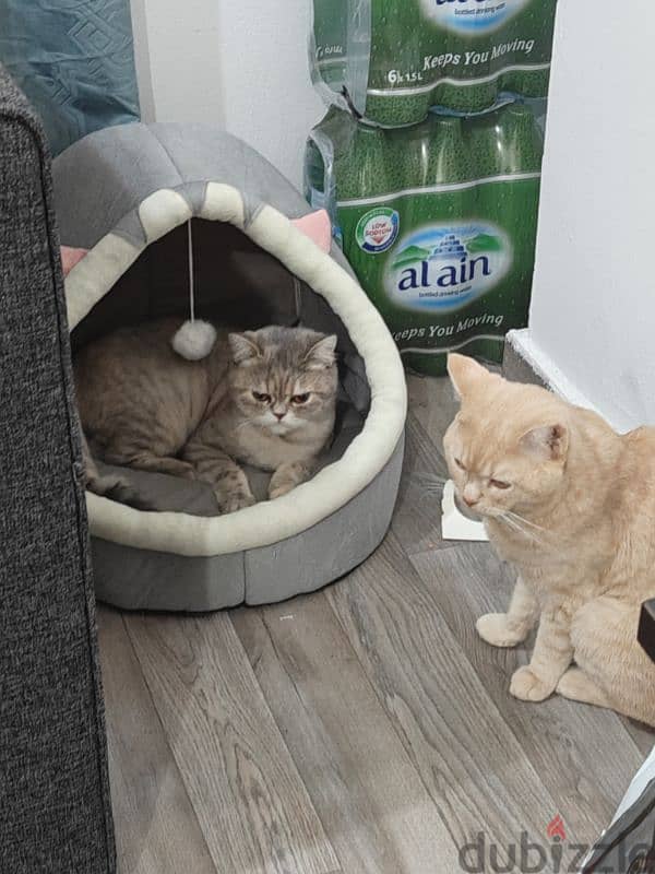 MALE AND FEMALE CAT FOR FREE WITH LITTER BOX 3