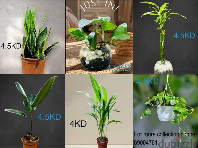 plants for sale 2