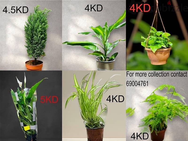 plants for sale 4