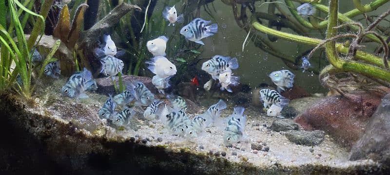 Homebreed Platinum White Angel fish, polar blue and polar white fish. 3