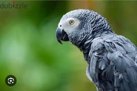 greay parrot for sell in cheap going saudia talking parrot 0