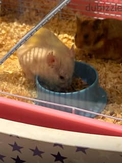 Two hamster for sale with cage 0