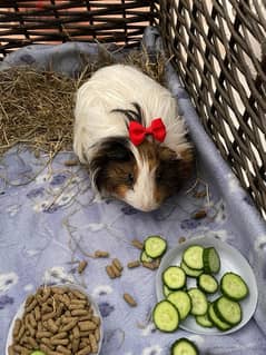 Guinea pig for Adoption 0