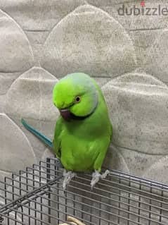 green neck parrot