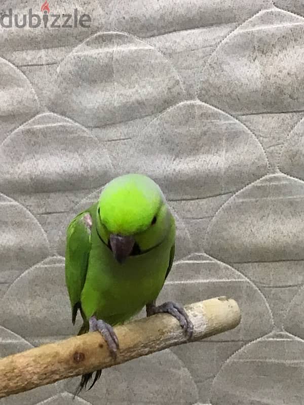 green neck parrot 1