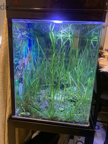 Planted Aquariums for Sale - Quality at Unbeatable Prices!** 3