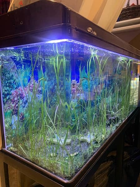 Planted Aquariums for Sale - Quality at Unbeatable Prices!** 4