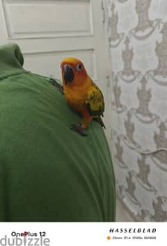 sun conure