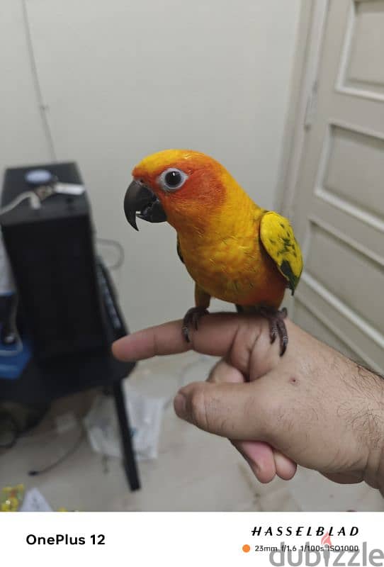 sun conure 1