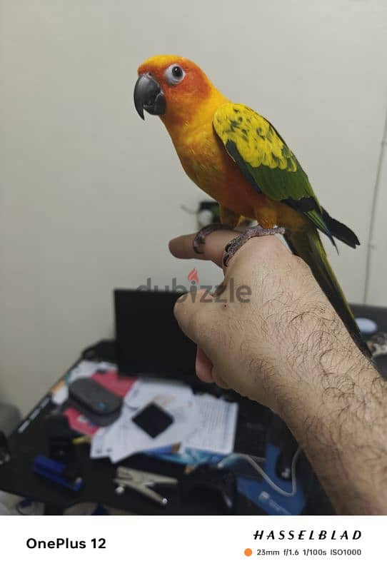 sun conure 2