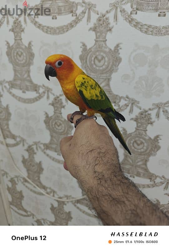 sun conure 3