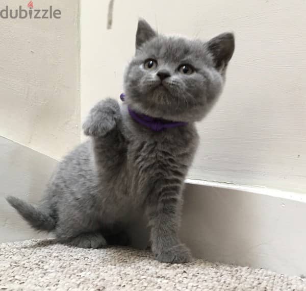 British Short Hair Kitten 2