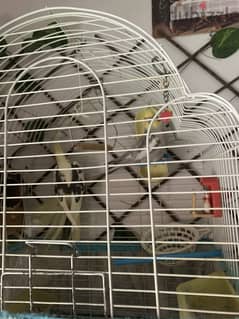 Cockatiel birds pair sale 35 kd 0