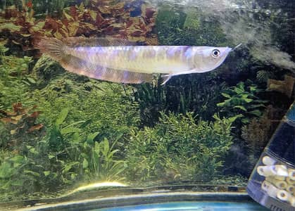 Arowana fish for sale