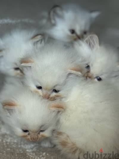 Kittens