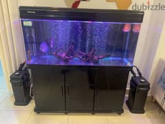 fish aquarium 4 ft with 3 discus fish and 1 snowball pleco 0