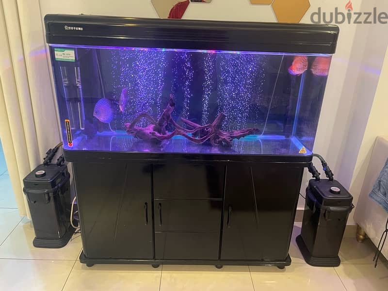 fish aquarium 4 ft with 3 discus fish and 1 snowball pleco 0