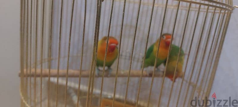 love birds for sale 1