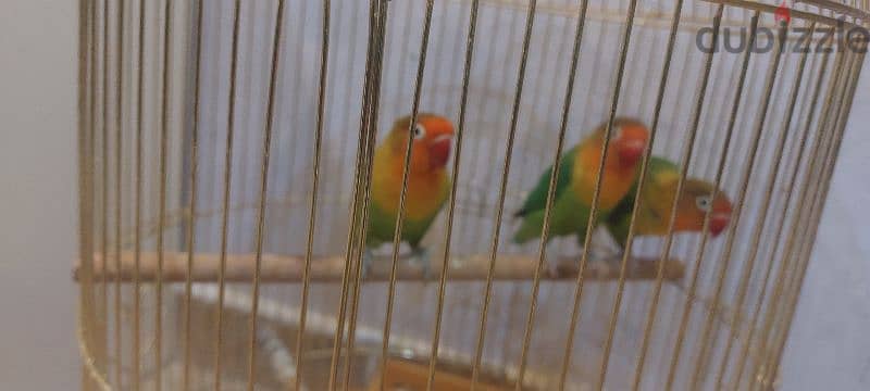 love birds for sale 2